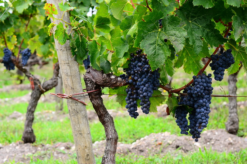 Ja Bordeaux viinamarjad
