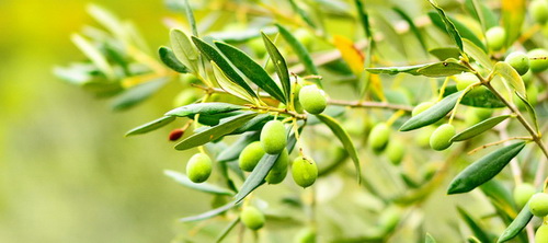 oliivid