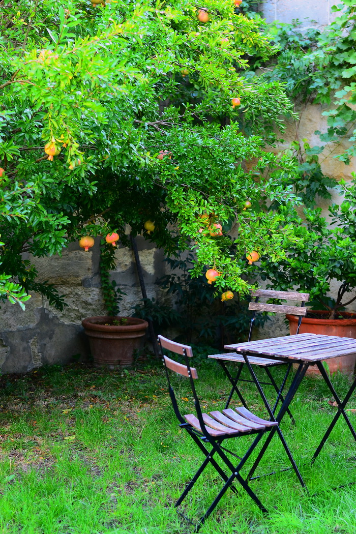 Küpsed granaatõunad oma aiast