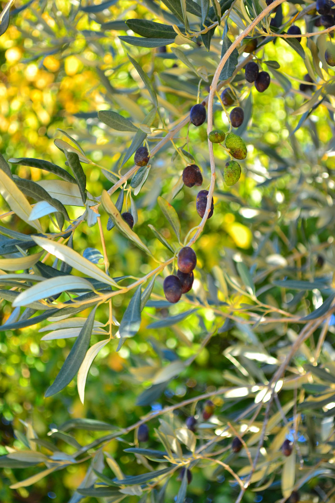 oliivid